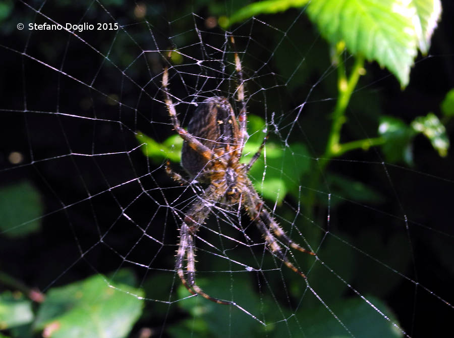 Araneus diadematus - Riserva Naturale Valle dell''Aniene (RM)